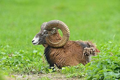 《战锤40K：星际战士2》新视频展示致命动力剑